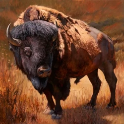 Bison Bull